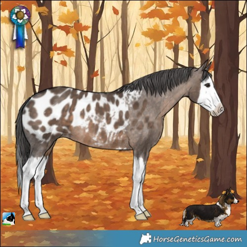 Horse Color:Brown Dun Splash Near Leopard