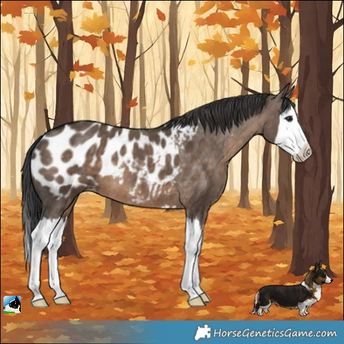 Horse Color:Brown Dun Splash Appaloosa 