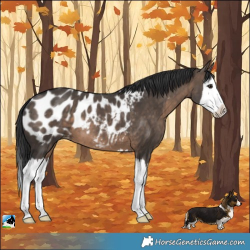Horse Color:Brown Dun Splash Appaloosa 