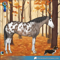Horse Color:Brown Dun Splash Near Leopard 