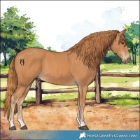 Horse Color:Chestnut 