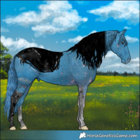 Horse Color:ERROR: UNKNOWN ANOMALY