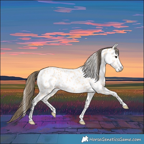 Horse Color:Buckskin Appaloosa