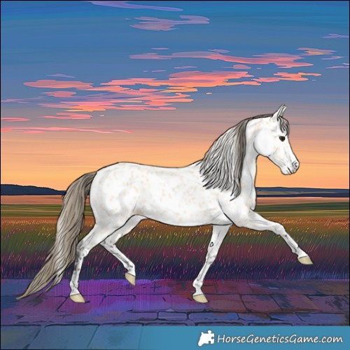 Horse Color:Buckskin Near Leopard 