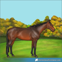 Horse Color:Bay 