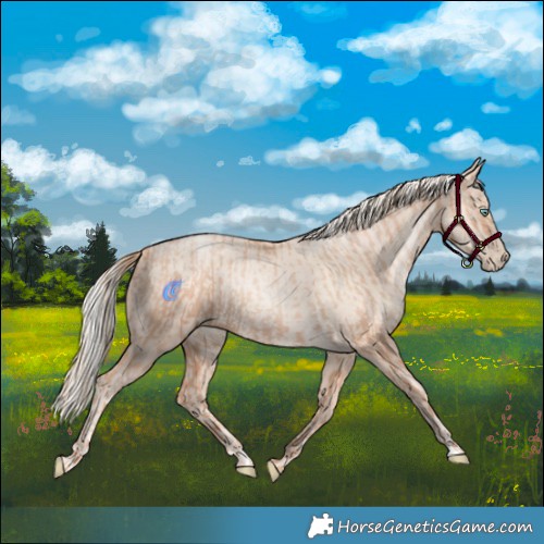 Horse Color:Gold Champagne Pearl Rabicano  and Gold Cream Champagne Pearl Rabicano 