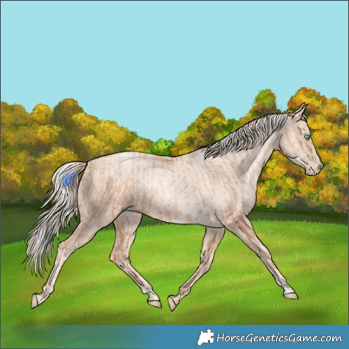 Horse Color:Gold Champagne Pearl Rabicano  and Gold Cream Champagne Pearl Rabicano 