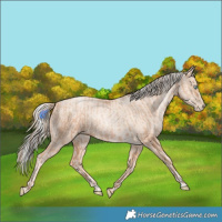 Horse Color:Gold Champagne Pearl Rabicano and Gold Cream Champagne Pearl Rabicano