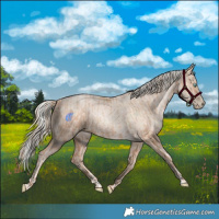 Horse Color:Gold Champagne Pearl Rabicano  and Gold Cream Champagne Pearl Rabicano 