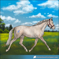 Horse Color:Gold Champagne Pearl Rabicano  and Gold Cream Champagne Pearl Rabicano 
