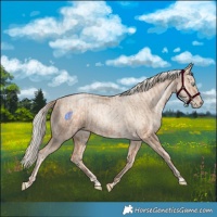Horse Color:Gold Champagne Pearl Rabicano  and Gold Cream Champagne Pearl Rabicano 