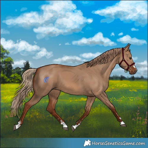 Horse Color:Red Dun 