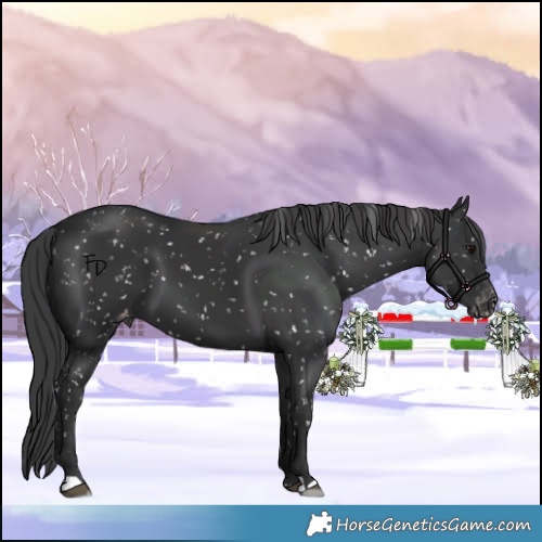 Horse Color:Black Appaloosa