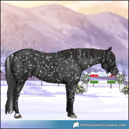 Horse Color:Black Appaloosa 