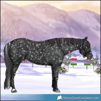 Horse Color:Black Appaloosa 