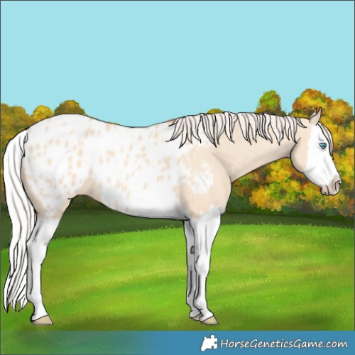 Horse Color:Silver Amber Champagne Dun Splash Blanket