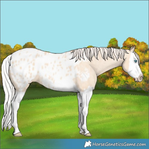 Horse Color:Silver Amber Champagne Dun Splash Appaloosa
