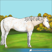 Horse Color:Silver Amber Champagne Dun Splash Blanket