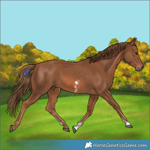 Horse Color:Chestnut Sabino