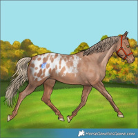 Horse Color:Gold Champagne Blanket 