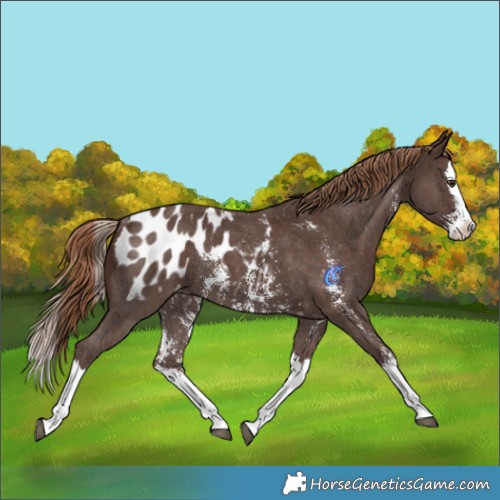 Horse Color:Liver Chestnut Sabino Splash Appaloosa Rabicano 