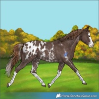 Horse Color:Liver Chestnut Sabino Splash Blanket Rabicano 