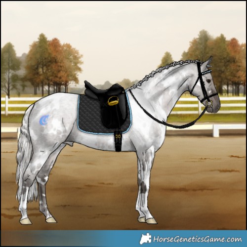 Horse Color:White Spotted Silver Blue Roan 