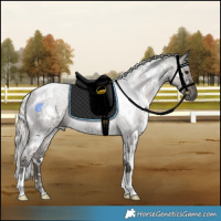 Horse Color:White Spotted Silver Blue Roan 