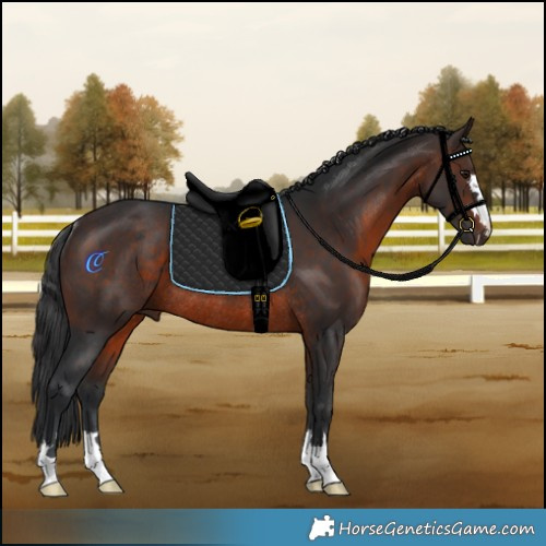Horse Color:Brown Mushroom Rabicano 