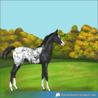 Horse Color:Black Splash Blanket