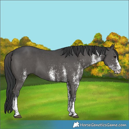Horse Color:White Spotted Black 