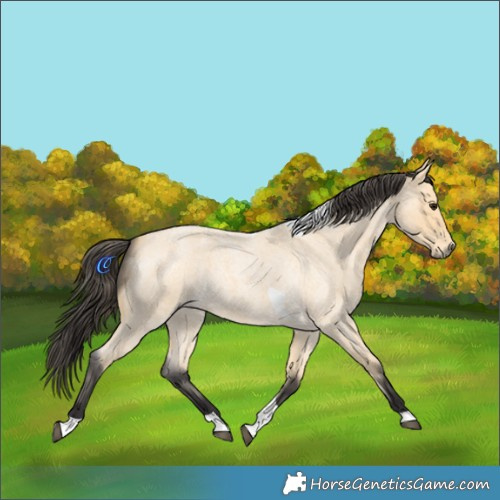 Horse Color:Buckskin Roan Tobiano 