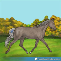 Horse Color:Silver Grullo 