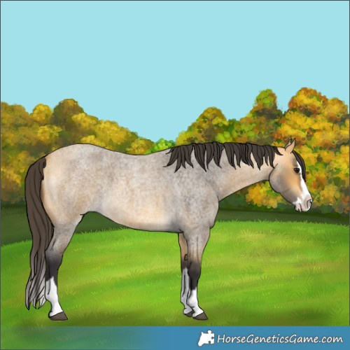 Horse Color:Buckskin Roan Splash 