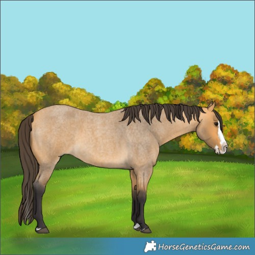 Horse Color:Buckskin Roan Splash 