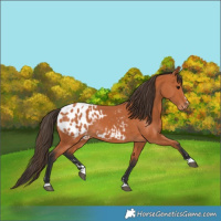 Horse Color:Bay Appaloosa 