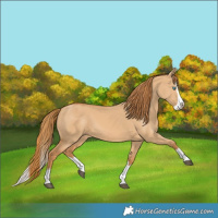 Horse Color:Red Dun Splash 