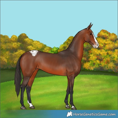 Horse Color:Bay Splash Appaloosa