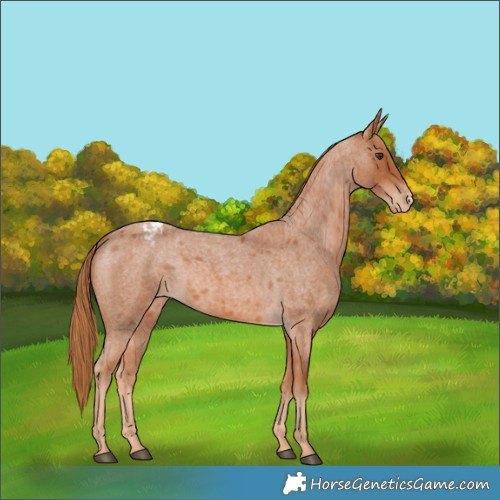 Horse Color:Red Roan Appaloosa 