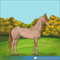 Horse Color:Red Roan Appaloosa 