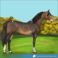 Horse Color:Buckskin Sabino Tobiano 