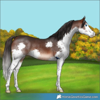 Horse Color:Brown Splash Rabicano