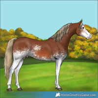 Horse Color:White Spotted Chestnut 