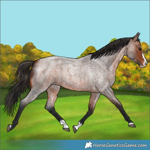 Horse Color:Bay Roan Splash