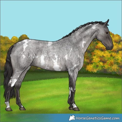 Horse Color:White Spotted Smoky Blue Roan 