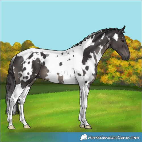 Horse Color:White Spotted Smoky Black Tobiano 