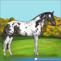 Horse Color:White Spotted Smoky Black Tobiano 