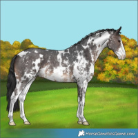 Horse Color:White Spotted Brown Sabino