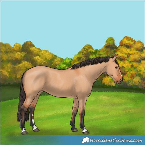 Horse Color:Bay Dun 