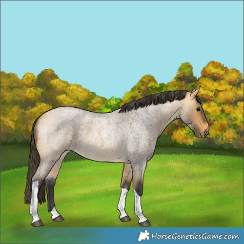 Horse Color:Buckskin Roan Tobiano 